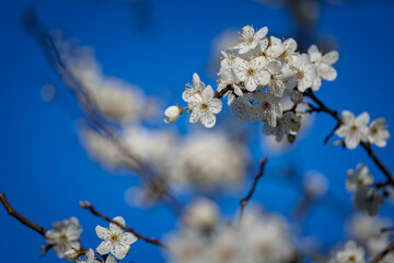 White beautiful plum blossoms on a twig.