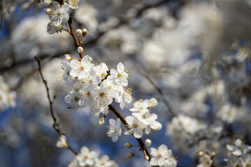 White beautiful plum blossoms on a twig.