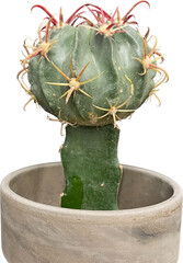cactus, cacti isolated