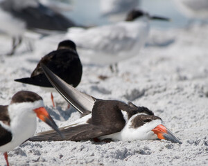A resting Black Skimmer, Rynchops niger, is completely prone in the sand while resting.  - obrazy, fototapety, plakaty