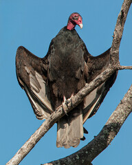 A turkey vulture, Cathartes aura, perched on a bare tree with its wings spread. Front view of the whole body. Isolated on blue background.