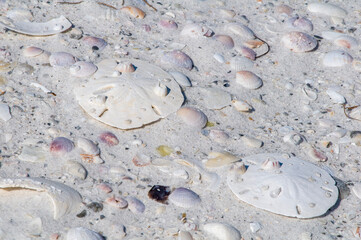 Two bleached white intact keyhole sand dollars on the beach among many shells. This sea urchin...