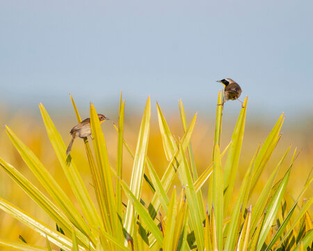 A pair of Yellow-throated warblers, Setophaga dominica, perched on palm fronds. The male has his legs spread between two fronds and is looking back at the female. Blue sky background.