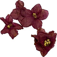 pressed African violet plant blooms