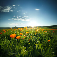 bright picture spring grass field with orange flowers