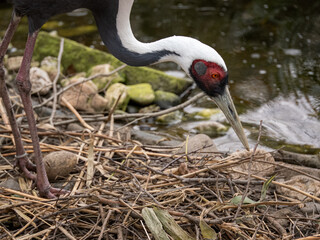 Fototapeta premium A white-necked crane bird is building a nest.