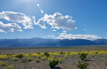 field of sunflowers and bright blue sky
