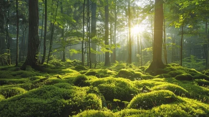 Photo sur Aluminium Route en forêt serene morning in a moss-covered forest, vibrant green moss, natural background