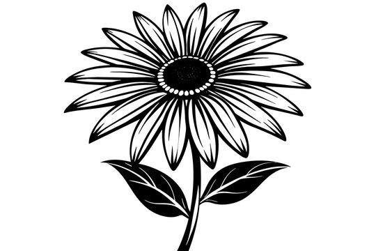 aster flower silhouette vector illustration