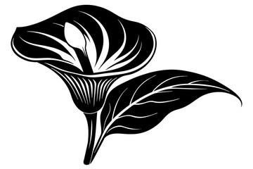 calla lily flower silhouette vector illustration