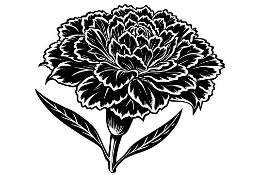 black and white carnation flower on white clip art preview
