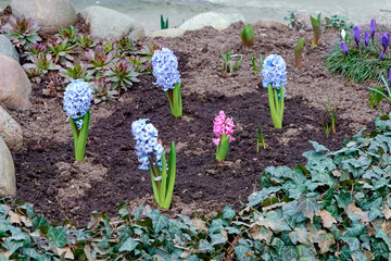 beautiful blooming blue and pink hyacinths in the spring evening city flower bed near the house....