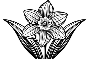 daffodil flower silhouette vector illustration