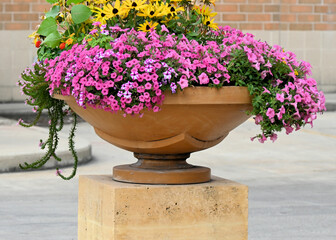 Urban Cement Flower Pot Garden with Purple Flowers and Yellow Daisies