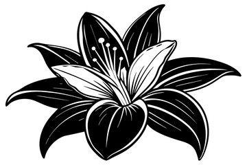 magnolia flowers vector illustration