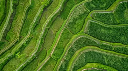 Foto op Canvas aerial view of an asian ricefield terraces, top down, minimalistic © neirfy