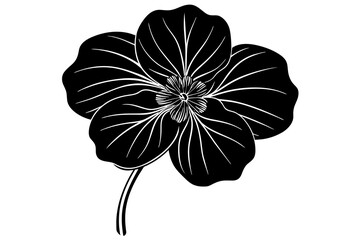 nasturtium flowers vector illustration
