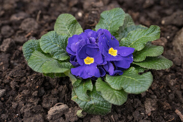 Blue flower of decorative primrose.