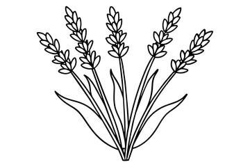 Fototapeta na wymiar lavender silhouette vector art illustration