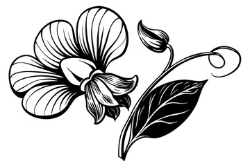 sweet pea flower vector illustration