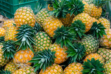 ripe pineapple freshly harvested honey gold variety (Ananas comosus)