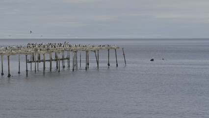 Serene Wooden Pier with Emperor Cormorants Over Calm Sea