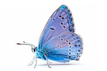 Fototapeta na wymiar Beautiful Holly Blue butterfly isolated on a white background. Side view