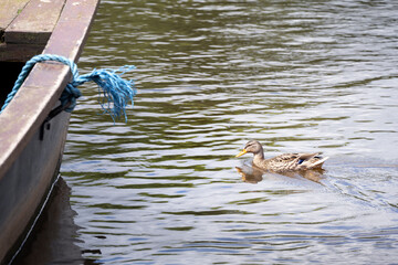 Mallard female duck on water
