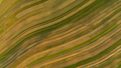Obraz premium Drone aerial view of field with diagonal stripes texture and different shades of yellow and green, Suloszowa village in Poland