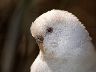 Portrait of a white parakeet.