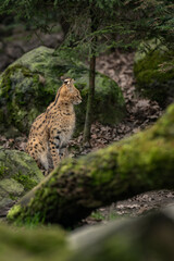 An adult serval beast among stones with moss.