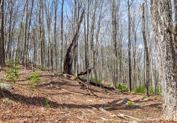 the wooded hillside of  the quabbin reservoir