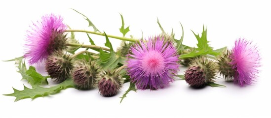 Cluster of vibrant purple flowers lying on a clean white surface, showcasing beauty and freshness