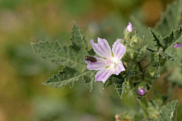 Pollinator insect (probably Acmaeodera brevipes) on a smaller tree mallow (Lavatera cretica) flower...