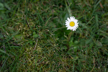 Tiny white daisy flower in the lawn.