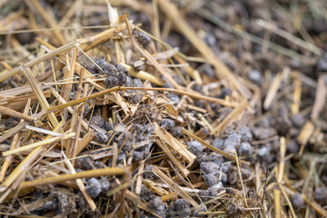 Rabbit poop with straw on manure.