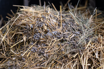 Rabbit poop with straw on manure.