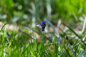 A honey bee hovering around a grape hyacinth plant in a meadow in Yazd, Iran.