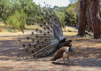 A male peacock dances a courtship dance in front of a female peacock in the park.