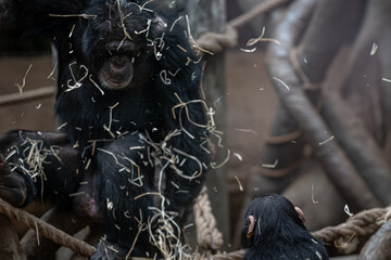 A young Guinean chimpanzee throws litter at an adult male. - obrazy, fototapety, plakaty