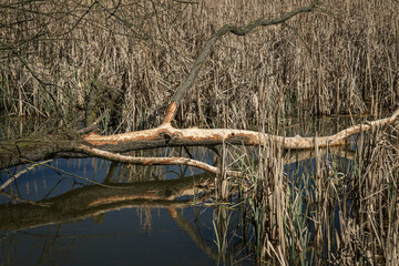 Bitten log above lake surface by beaver with reeds.