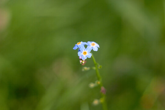 Water Forget-Me-Not, small blue flowers with yellow centres. Myosotis scorpioides.
