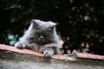 Fluffy Grey Domestic Cat with brown eyes sits on the Red Roof tiles and looks down in surprise. Dense dark green Foliage in the background - Powered by Adobe