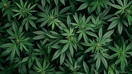 Foto op Plexiglas Cannabis sativa plants. Marijuana leaves and Buds, top view. Horticultural industry © Vladimir