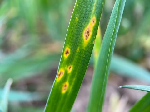 Wheat leaf with tan spot dtr