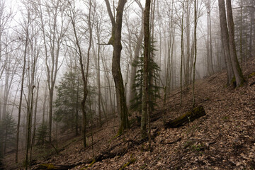 Great Smoky Mountain