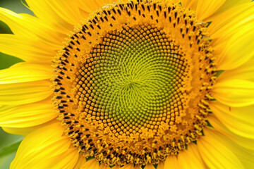 Close-up of a vibrant sunflower showing detailed patterns