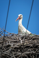 An adult white stork bird on a nest with wires from a pole.