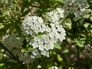 Spiraea ornamental shrub in family Rosaceae known as meadowsweets or steeplebushes.