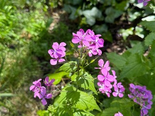 Pretty flowers of annual honesty Lunaria annua
